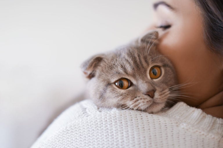 Cat Dog Cremation Pet Cremation Services Pet Cremation Near Me