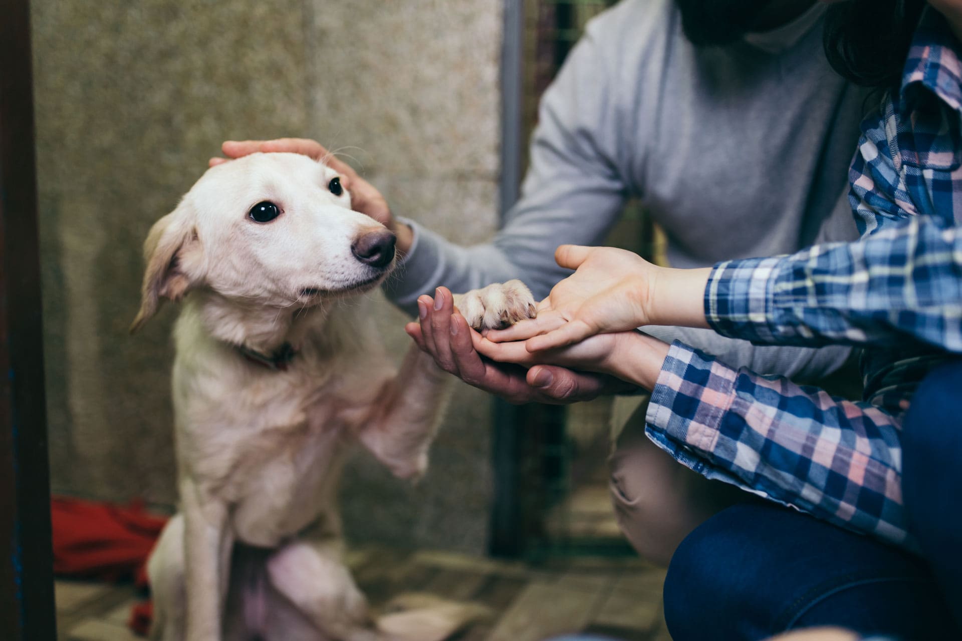 Cat Dog Cremation Pet Cremation Services Pet Cremation Near Me
